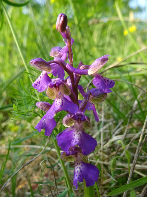 tonalit diverse di.....Anacamptis morio